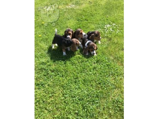 Πανέμορφα κουτάβια Beagle.